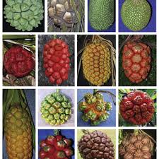Image result for Pandanus sp. A