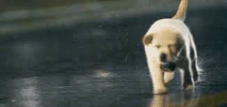 Das ist das neue ebay. Puppy Golden Retriever Running Reactiongifs