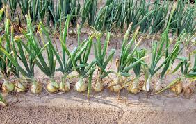 какой способ размножения используют при выращивании картофеля и лука Tri Lukovyh Sekreta Ovoshnoj Ogorod Ogorodnichestvo Posadka Chesnoka