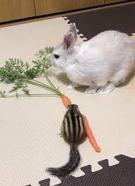 ぜいたくうさぎ 人参 なぜ すべての動物画像