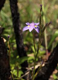 Image result for Moraea natalensis