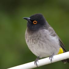 Garden Birds Of South Africa African Red Eyed Bulbul Southafrica Loves Eating Fruit In My Garden South African Birds Backyard Birds Birds