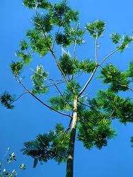 Image result for Schizolobium parahyba