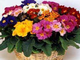 Common Primroses Are Hard To Ignore