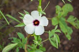 Image result for Hibiscus cannabinus
