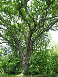 Maybe you would like to learn more about one of these? White Oak A North Carolina Native Tree Grateful Trees Bees