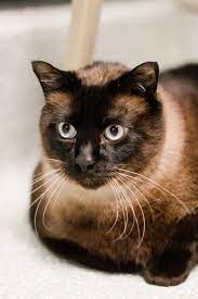 Available Pets - Houston Spca