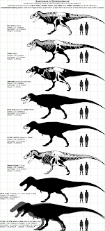 dinosaur size charts