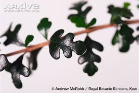 Image result for Turraea robusta