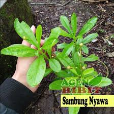 Daun sambung nyawa banyak digunakan untuk mengatasi beberapa masalah dalam sistem pencernaan. Jual Bibit Tanaman Sambung Nyawa Daun Sambung Nyawa Daun Obat Herbal Di Lapak Agenbibit Bukalapak