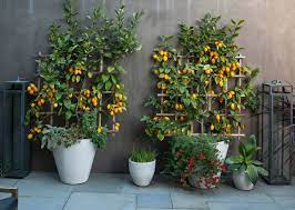 This one has sedum, sword ferns, bergenia, agapanthus, lysimachia (creeping jenny). 10 Top Trees To Grow In Containers