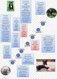 Socializing training give to the golden retriever puppies would help them in identifying between the good and the bad. Golden Retriever Background Png Download 1000 1360 Free Transparent Puppy Png Download Cleanpng Kisspng