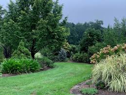 Image result for Cyphia lasiandra