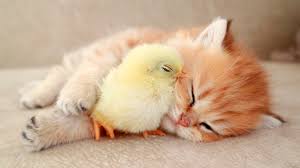 Simple tips to gain my friendship: Kitten Sleeps Sweetly With The Chicken Youtube