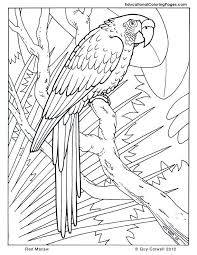In this part dedicated to the wildlife we collected coloring. Cute Baby Animals Coloring Pages Coloring Home