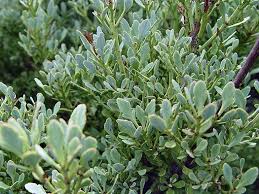 Image result for Phyllocladus