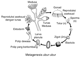 Check spelling or type a new query. Aurelia Aurita Ubur Ubur Termasuk Ke Dalam Kingdom Animalia Filum Cnidaria Akan Tetapi Mas Dayat