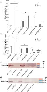 Two distinct types of callus masses the effect of elicitation on peroxidase activity in cell suspension cultures of one variety and four cultivars of the hop plant, humulus lupulus l., was studied. Transient Protein Expression In Tobacco By 2 Plant Cell Packs Using Single And Multi Cassette Replicating Vectors Abstract Europe Pmc