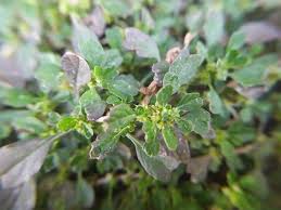 Image result for Amaranthus blitum