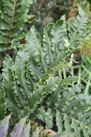 Image result for Blechnum australe