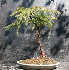 Adoitan empregarse coma arbores ornamentais en parques e xardíns. Image Result For Araucaria Araucana Bonsai Bonsai Plants Tree