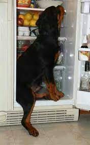 glad you found me i was freezing your turn to hide rottweiler fotos de perros rotwailer