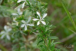 Image result for Turraea floribunda