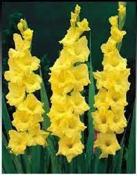 Pin On Yellow Flowers In Season