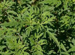 Mai multi internauti au filmat planta care le da batai de cap in mai multe zone din oras. Stop Alergia La Ambrozie Planta Photos Facebook
