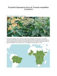 Image result for Vernonia kirungae