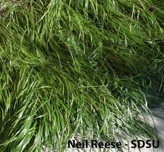 Image result for Scleria adpresso-hirta