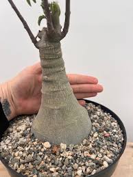 Image result for Adenia glauca