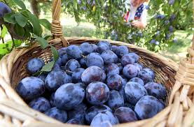 Dieses jahr habe ich meine liebe zum eigenanbau und saisonale außerdem erkennt man reife zwetschgen an der dunkelblauen farbe und am weichen druck. Herrenberg Zwei Neue Zwetschgen Sorten Als Marke Fur Das Gau Boblingen Stuttgarter Nachrichten