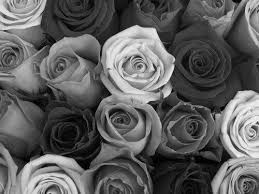 Black And White Rose Background Black And White Flowers Background Black And White Flowers Roses Inspiring Picture On Rose Background Rose Flowers
