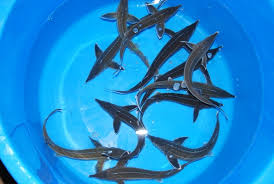 Acipenser stellatus sevruga is of a small grain that is sometimes light in color but most often dark grey and is very flavorful, offering an abundantly rich profile with excellent balance and finish. Sterlet Acipenser Stellatus Foerdefisch