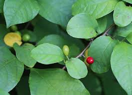 Microgreens are very young edible plants or seedlings. 23 And Me My Favorite Edible Plants To Grow In Shade Gardenista