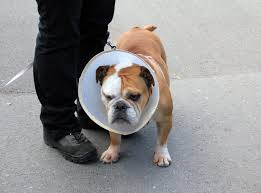 verletzte englische bulldogge hunde shop hundeshop englische bulldogge