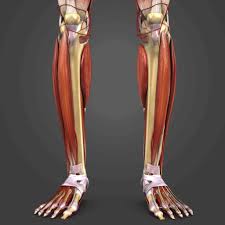 Image result for Shin Splints