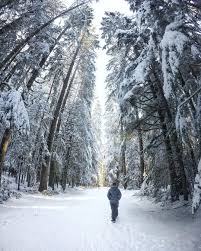 Top ways to experience alice lake provincial park. Lies Veldeman On Instagram I Love These Imposing Trees At Alice Lake Provincial Park Canada Instagram Travel Inspiration Parks Canada Travel Instagram