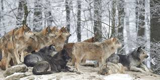 Resultado de imagen para lobo