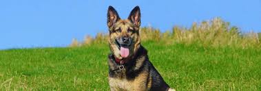 German Shepherd Dog Breed Facts And Traits Hills Pet