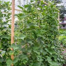 Turn a tomato cage upside down and put that over the plant (big circle on bottom) the smaller circles will hold and support the rest of the plant. Growing Beans In The Home Garden Horticulture