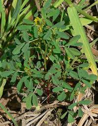 Image result for Melilotus indicus