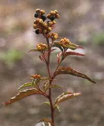 Image result for Pandiaka rubrolutea