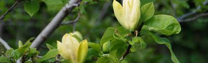 Summer Blooming Magnolia Melinda Myers