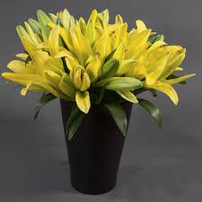 Download in under 30 seconds. Stunningly Beautiful Modernism High End South American Lilies