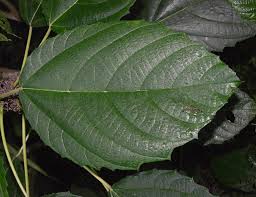 Image result for Urera