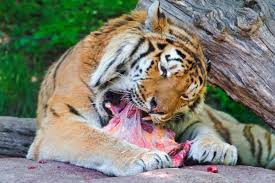 Tigers have no predators but other predators such as bears, crocodiles, hyenas, dholes and leopards may kill their younglings. What Do Bengal Tigers Eat Bengal Tiger Diet Zooologist