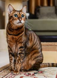 50 perfect calico cat names for your beautiful kitty. Exotic Cat Names Over 300 Striking Ideas
