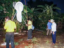 จัดการกับแมลงนูนอย่างไรให้ได้ผล ?